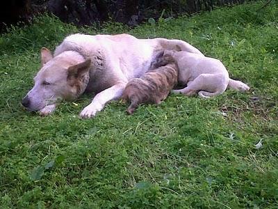 URGENTE: MADRE CON CACHORROS!!