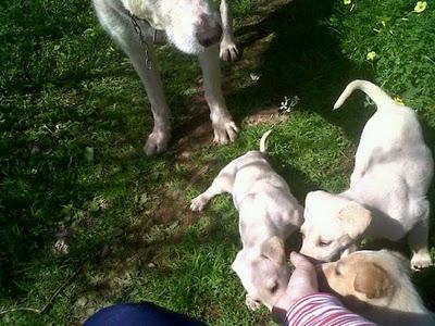 URGENTE: MADRE CON CACHORROS!!
