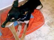 ADOPCIÓN URGENTE!! Blue, ¿porqué nadie pregunta