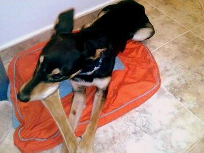 ADOPCIÓN URGENTE!! Blue, ¿porqué nadie pregunta por él?