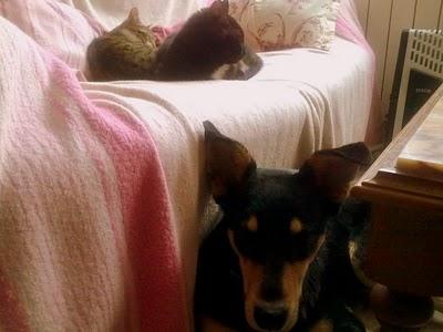 ADOPCIÓN URGENTE!! Blue, ¿porqué nadie pregunta por él?