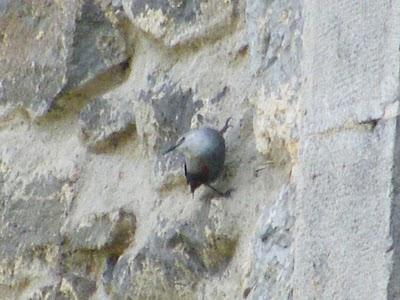 Ruta invernal por el Norte de España (II) - Valles del Nansa y Liébana y algo más. 5-12/02/11