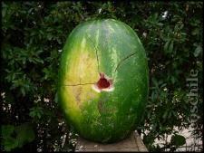 Puntas blunt, riesgos innecesarios, no gracias.