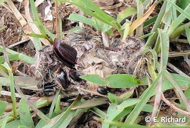 Lechucita de las vizcacheras (Athene cunicularia) (Strigidae)