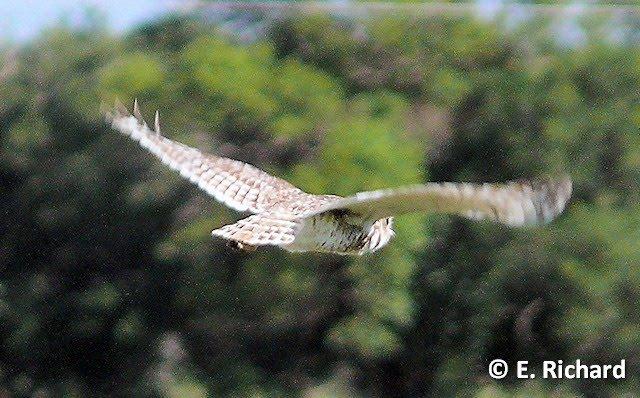 Lechucita de las vizcacheras (Athene cunicularia) (Strigidae)