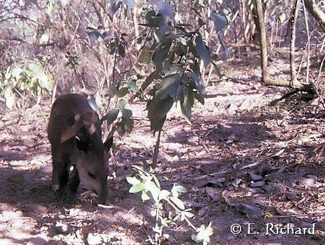 Galería de fotos: Tapirus terrestris… Tapir…(Perissodactyla: Tapiridae)