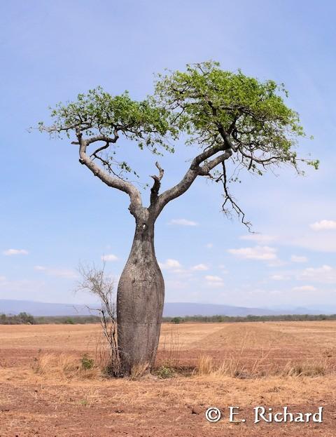 Galería de Fotos: Chorisia speciosa…(Malvales, Bombaceae) Palo borracho…