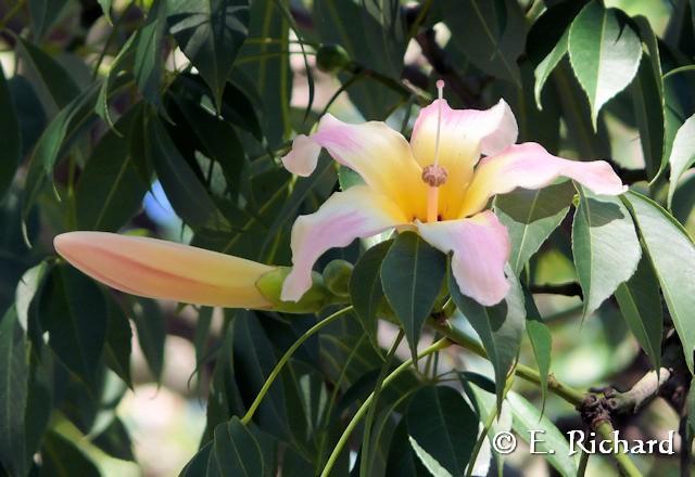 Galería de Fotos: Chorisia speciosa…(Malvales, Bombaceae) Palo borracho…