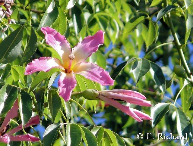 Galería de Fotos: Chorisia speciosa…(Malvales, Bombaceae) Palo borracho…