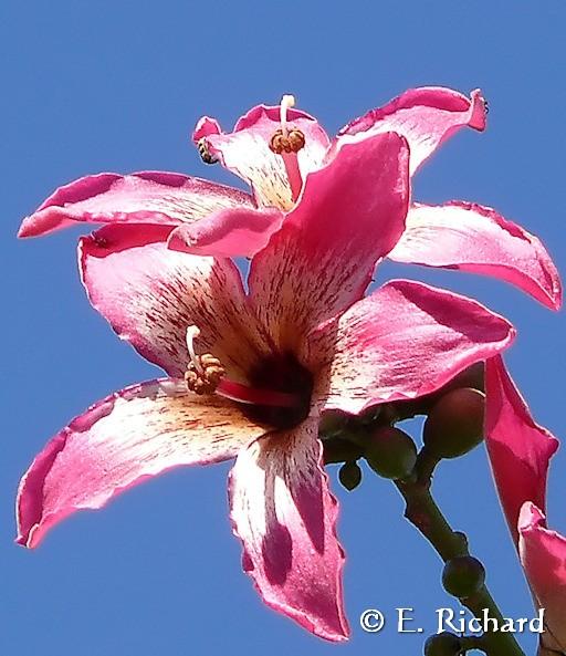 Galería de Fotos: Chorisia speciosa…(Malvales, Bombaceae) Palo borracho…