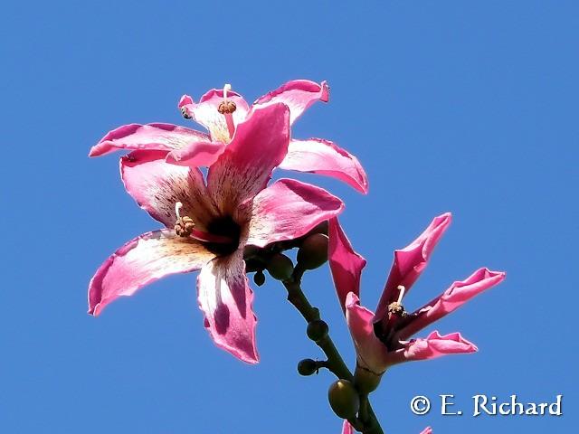 Galería de Fotos: Chorisia speciosa…(Malvales, Bombaceae) Palo borracho…