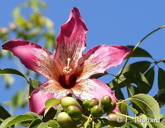 Galería de Fotos: Chorisia speciosa…(Malvales, Bombaceae) Palo borracho…