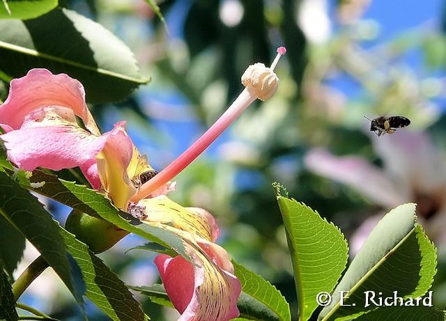 Galería de Fotos: Chorisia speciosa…(Malvales, Bombaceae) Palo borracho…