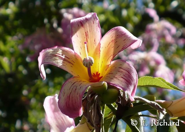 Galería de Fotos: Chorisia speciosa…(Malvales, Bombaceae) Palo borracho…