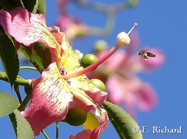 Galería de Fotos: Chorisia speciosa…(Malvales, Bombaceae) Palo borracho…
