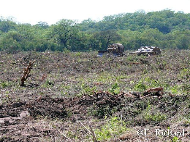Muerte en la ruta… Tamandua tetradactyla… Osito melero…