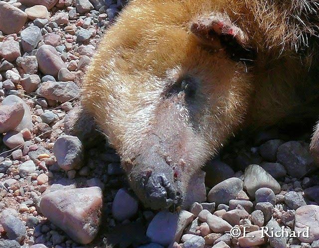 Muerte en la ruta… Tamandua tetradactyla… Osito melero…