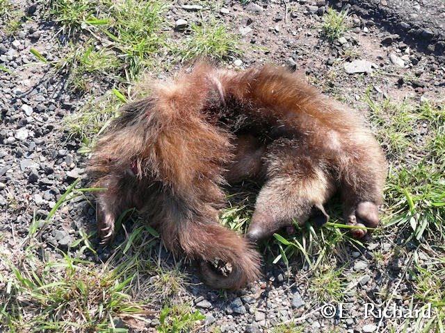 Muerte en la ruta… Tamandua tetradactyla… Osito melero…