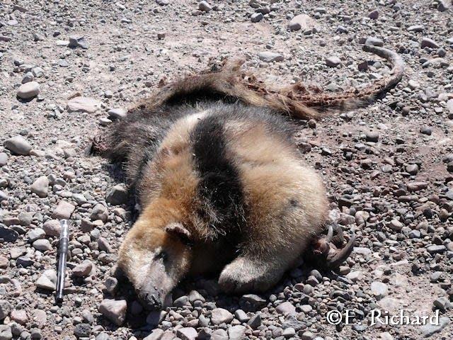 Muerte en la ruta… Tamandua tetradactyla… Osito melero…