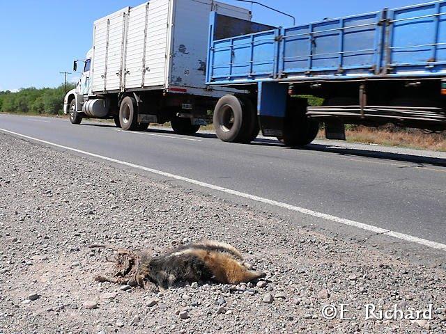 Muerte en la ruta… Tamandua tetradactyla… Osito melero…