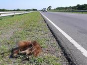 Muerte ruta… Tamandua tetradactyla… Osito melero…