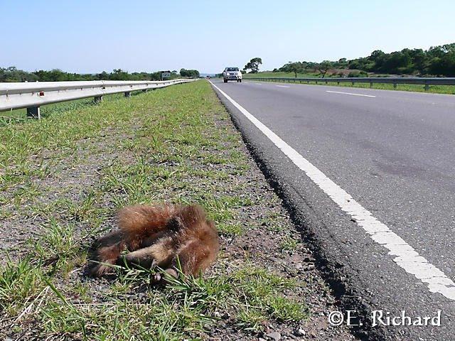 Muerte en la ruta… Tamandua tetradactyla… Osito melero…