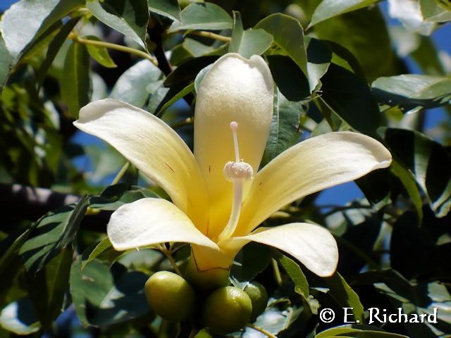 Galería de Fotos: Chorisia insignis… (Malvales, Bombaceae) Palo borracho…