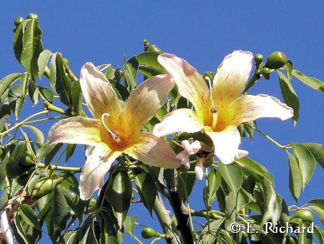 Galería de Fotos: Chorisia insignis… (Malvales, Bombaceae) Palo borracho…