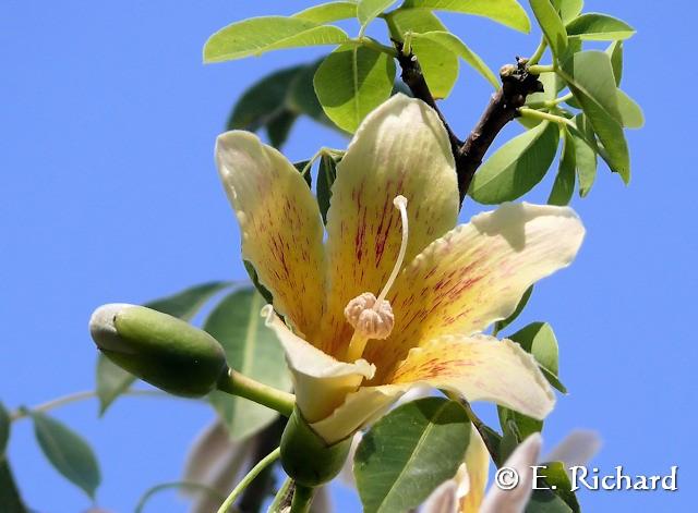 Galería de Fotos: Chorisia insignis… (Malvales, Bombaceae) Palo borracho…