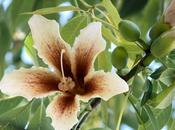 Galería Fotos: Chorisia insignis… (Malvales, Bombaceae) Palo borracho…