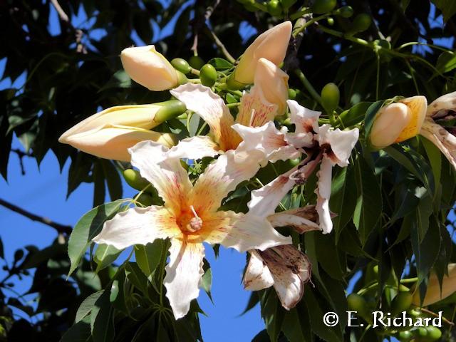 Galería de Fotos: Chorisia insignis… (Malvales, Bombaceae) Palo borracho…