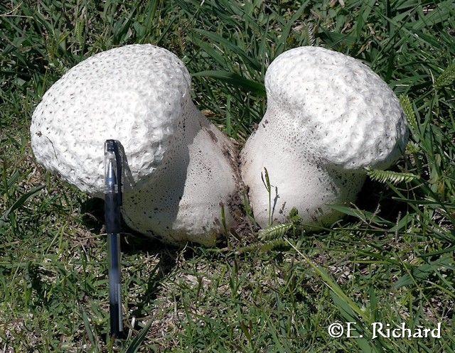 Calvatia cf. utriformis... El hongo de las rutas del centro este argentino…