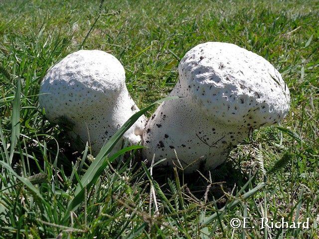 Calvatia cf. utriformis... El hongo de las rutas del centro este argentino…