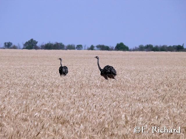 Muerte en la ruta… Rhea americana… Ñandú