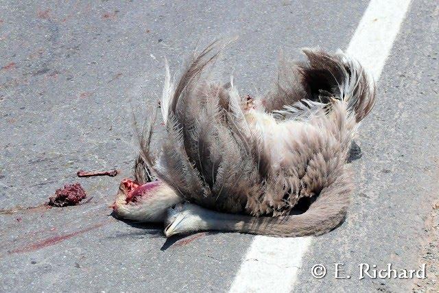 Muerte en la ruta… Rhea americana… Ñandú