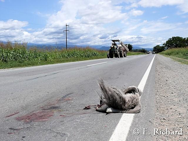 Muerte en la ruta… Rhea americana… Ñandú