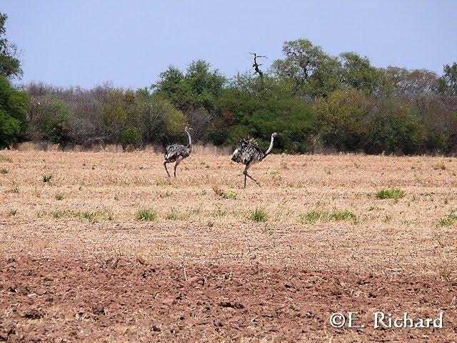 Muerte en la ruta… Rhea americana… Ñandú