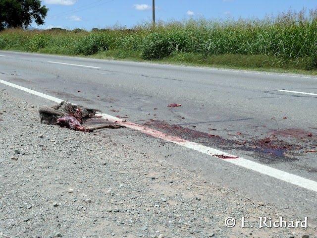 Muerte en la ruta… Rhea americana… Ñandú