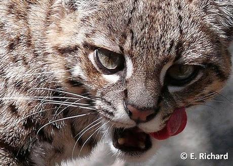 Gato del monte, Leopardus geoffroyi (d´Orbigny & Gervais)...