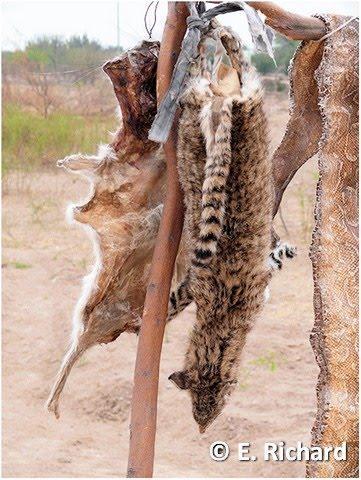 Gato del monte, Leopardus geoffroyi (d´Orbigny & Gervais)...