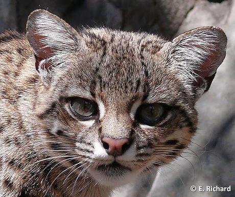 Gato del monte, Leopardus geoffroyi (d´Orbigny & Gervais)... Gato del monte, Leopardus geoffroyi (d´Orbigny & Gervais)...