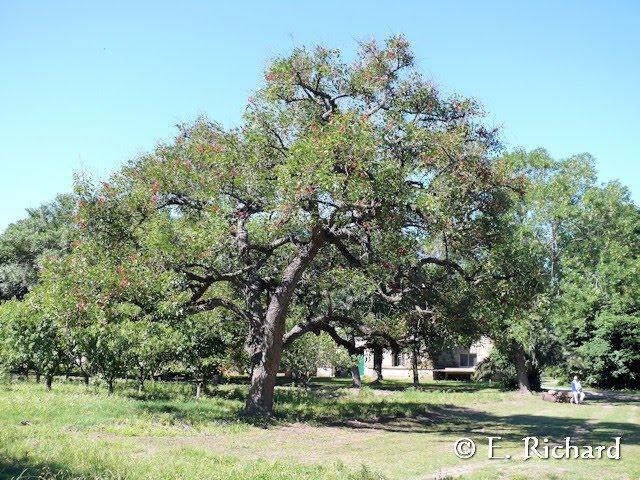Galería de fotos: Erythrina crista-galli…ceibo, flor nacional argentina