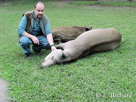 El alfabeto patrimonial… La letra A de Anta… (Tapirus terrestris)