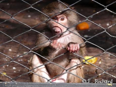 El zoológico como institución... una visión y crítica desde lo pedagógico, lo personal y profesional...