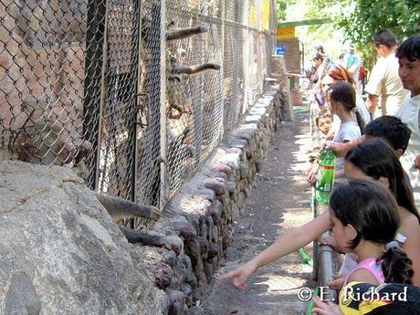 El zoológico como institución... una visión y crítica desde lo pedagógico, lo personal y profesional...