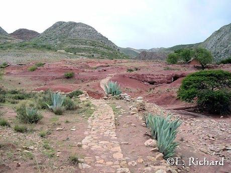 Cementerio de Tortugas de Molle Cancha (Torotoro, Bolivia)… Roxochelys vilavilensis Broin 1971 (Testudines: Pelomedusidae)