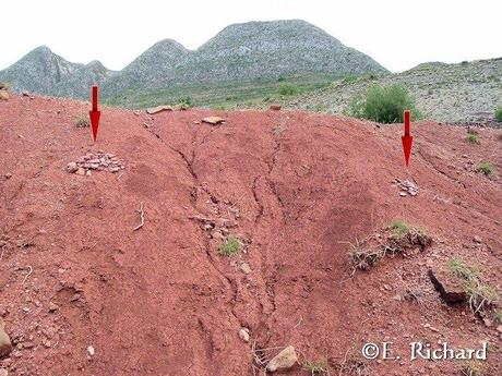 Cementerio de Tortugas de Molle Cancha (Torotoro, Bolivia)… Roxochelys vilavilensis Broin 1971 (Testudines: Pelomedusidae)