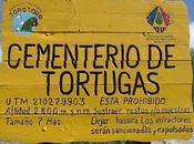 Cementerio Tortugas Molle Cancha (Torotoro, Bolivia)… Roxochelys vilavilensis Broin 1971 (Testudines: Pelomedusidae)