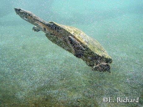 Phrynops hilarii…Tortuga de Laguna…