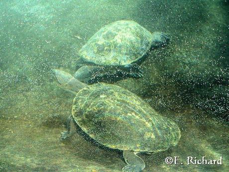 Phrynops hilarii…Tortuga de Laguna… Phrynops hilarii…Tortuga de Laguna…